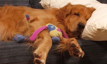 Golden Retriever Sleeping with a Toy — Day Care & Night in Huntersville, NC