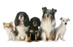 Different Dogs - Dog Grooming in Hunstersville, NC