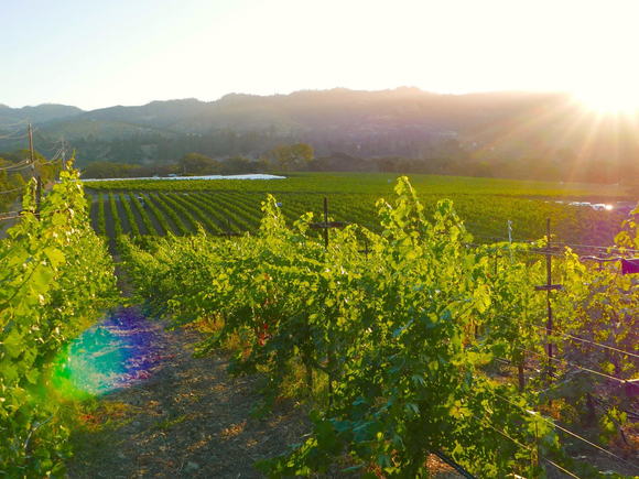Sonoma County Vineyard