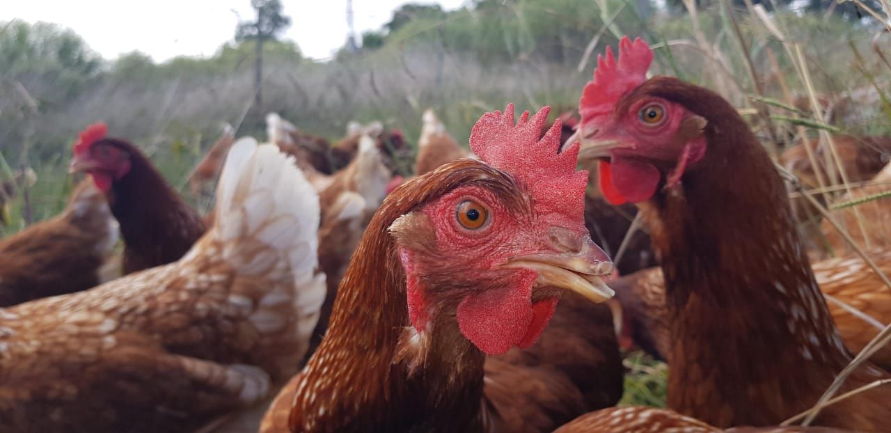 Campo & Corral gallina