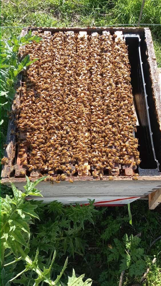 Campo & Corral abejas