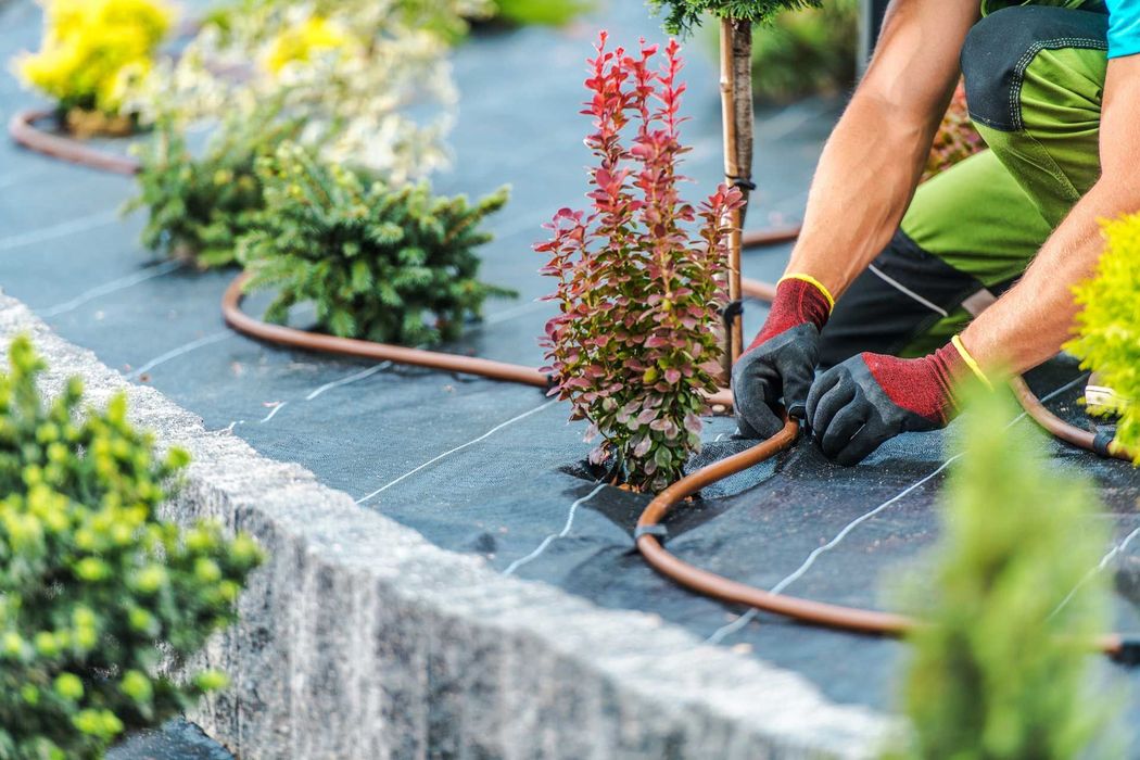 Gardener installing irrigation system near plants on black landscaping fabric. Gardener installing irrigation system near plants on black landscaping fabric.