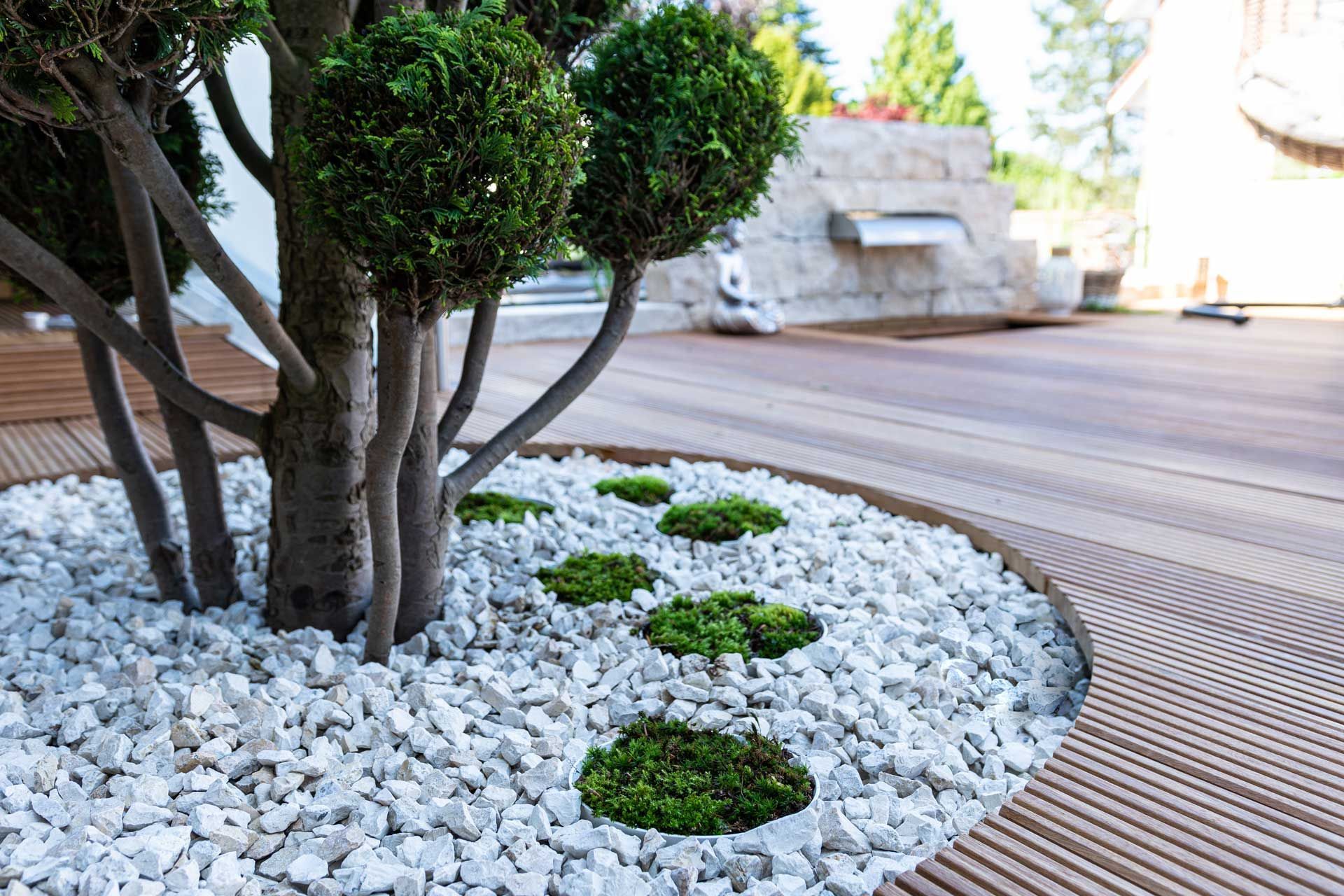 Topiary tree with round green foliage in a bed of white stones, set on a wooden deck.
