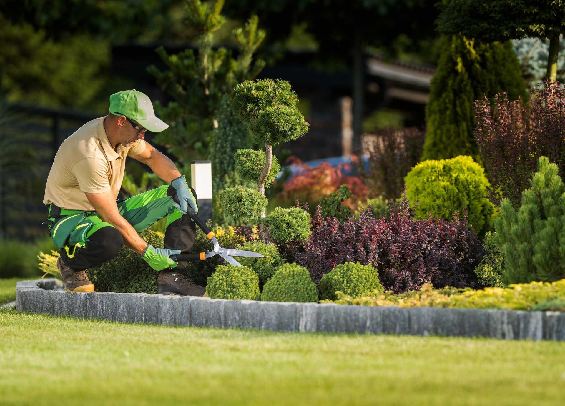 Gardener trimming hedges in a well-manicured garden; sunny day, green and purple foliage.