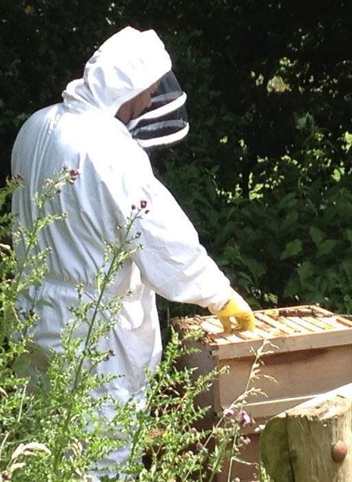 Bees at Acton Court