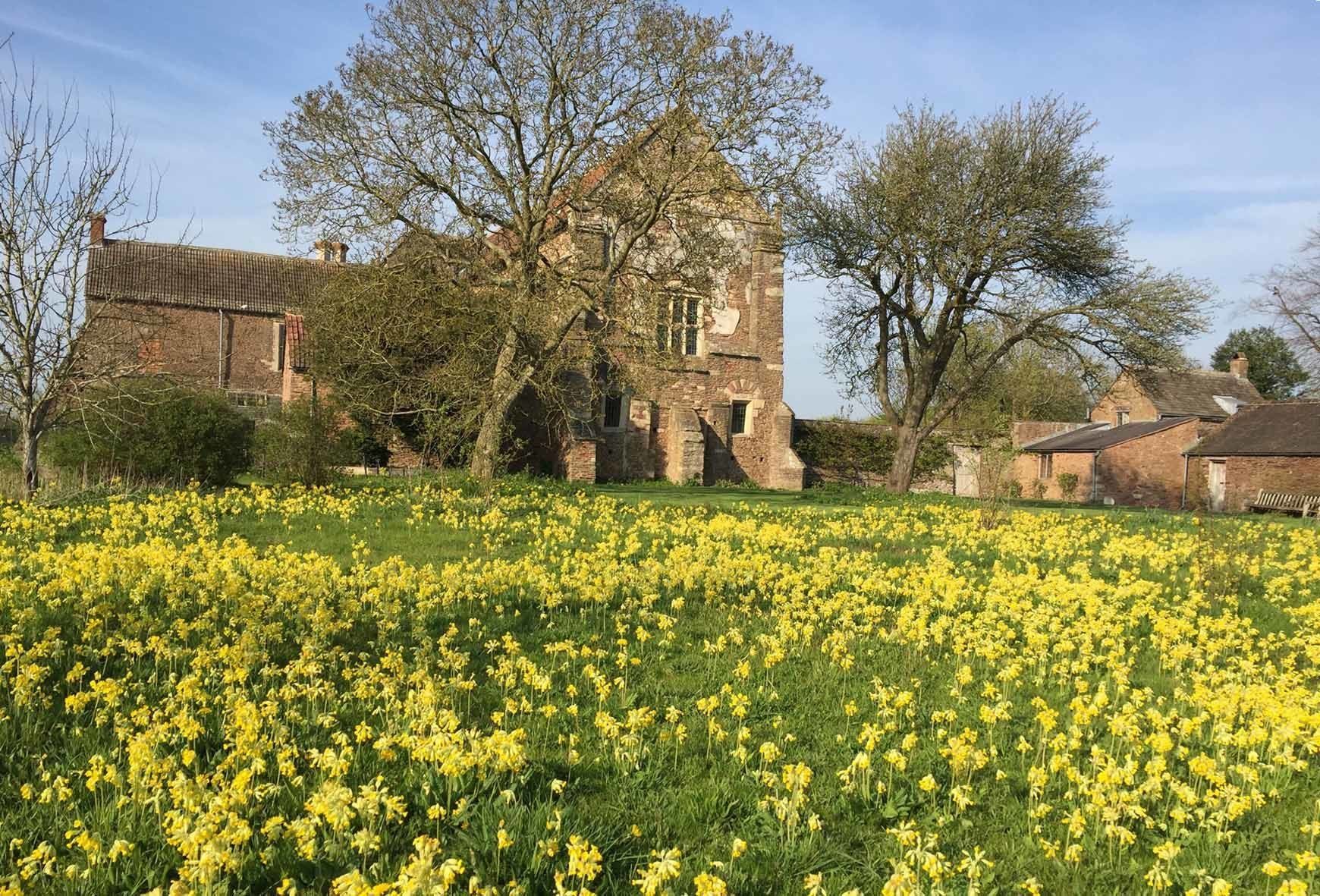 Cowslips meadow at Acton Court