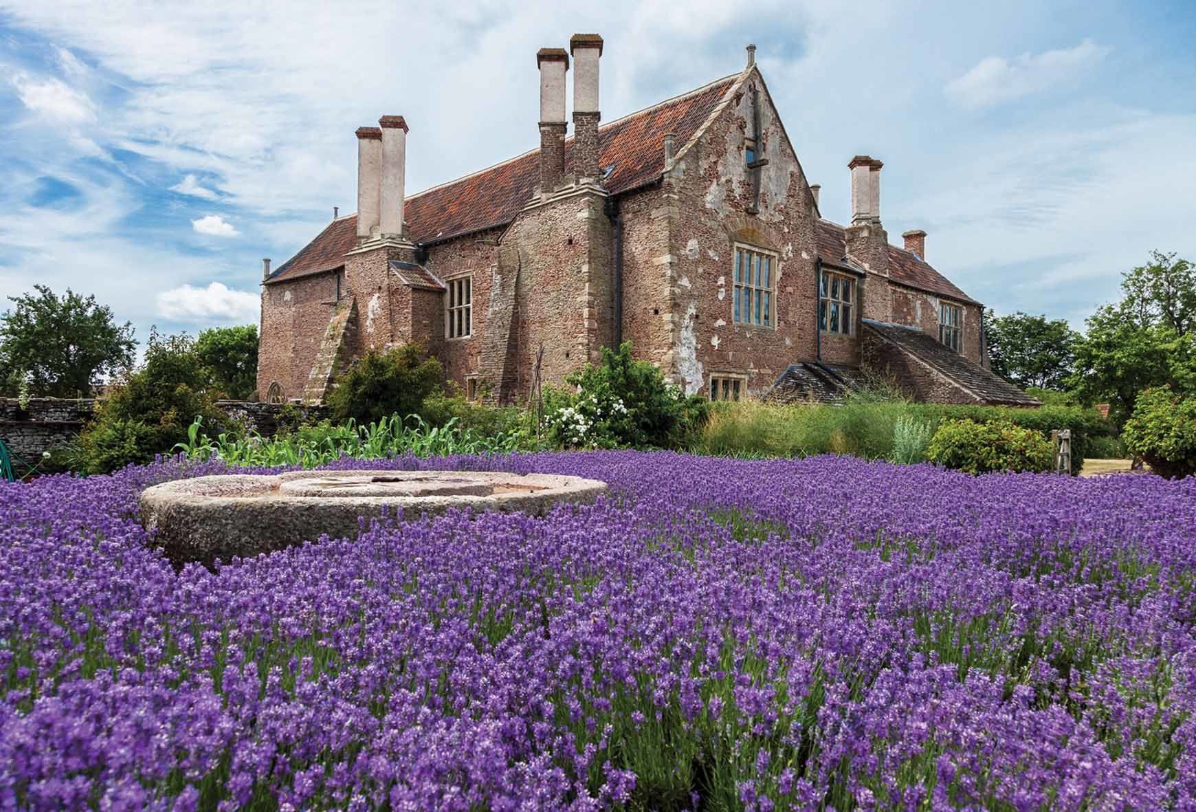 Acton Court's Lavender Kitchen Garden