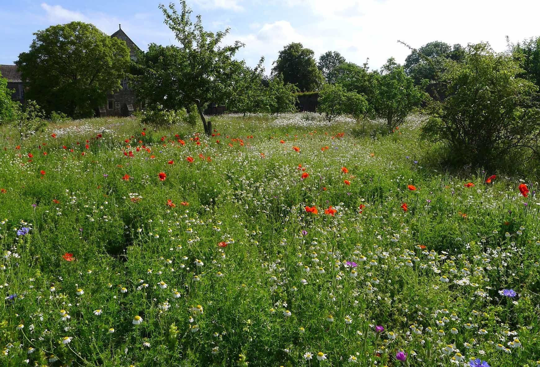 Poppies and daisies at Acton Court