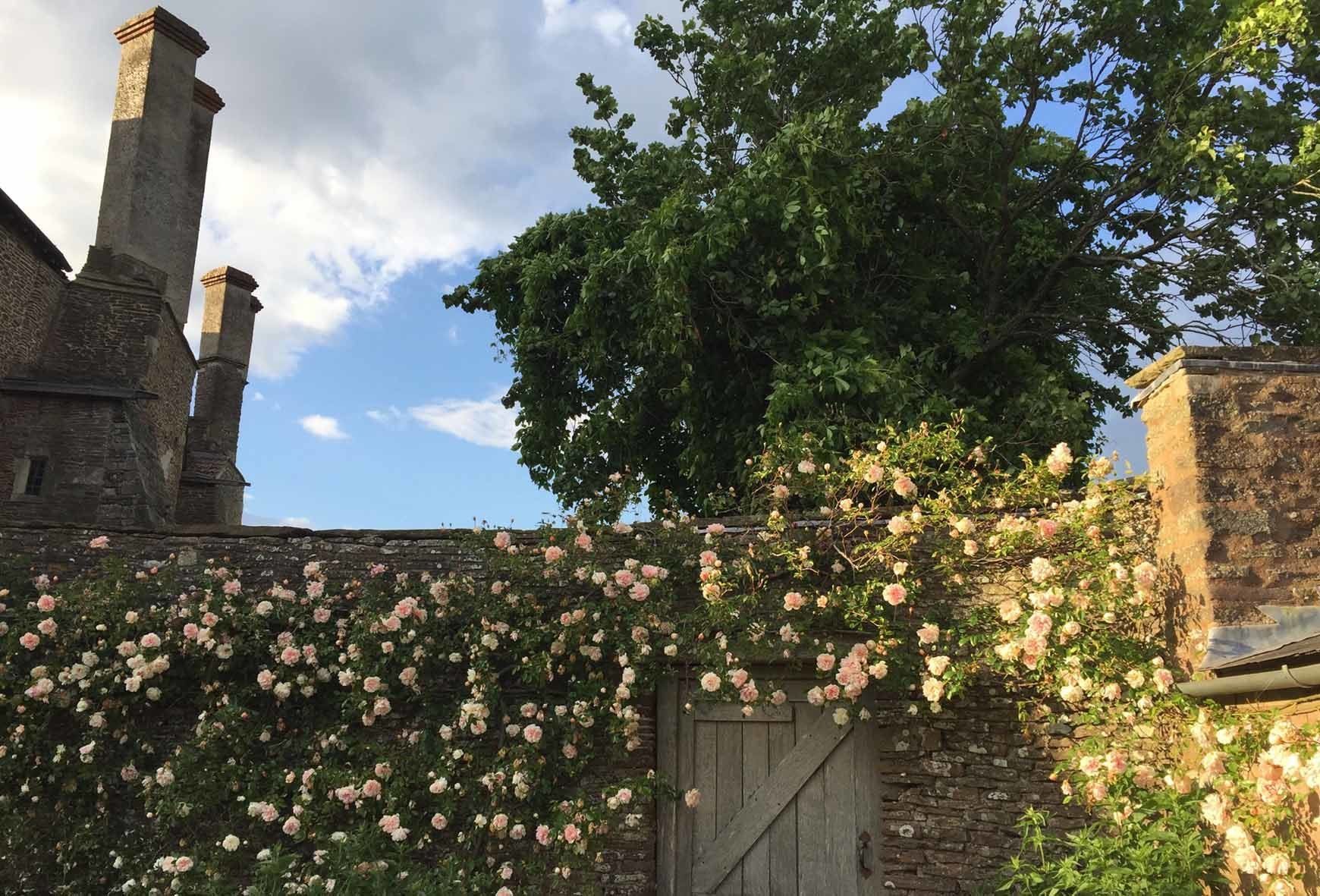 Flowers at Acton Court