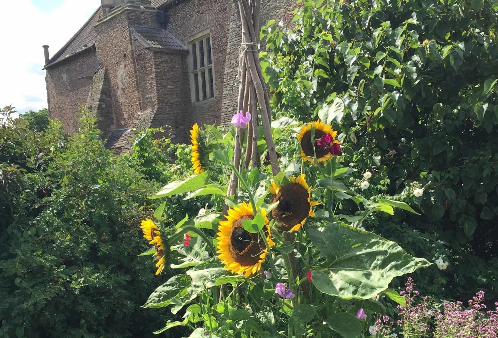 A bunch of sunflowers are growing in front of Acton Court