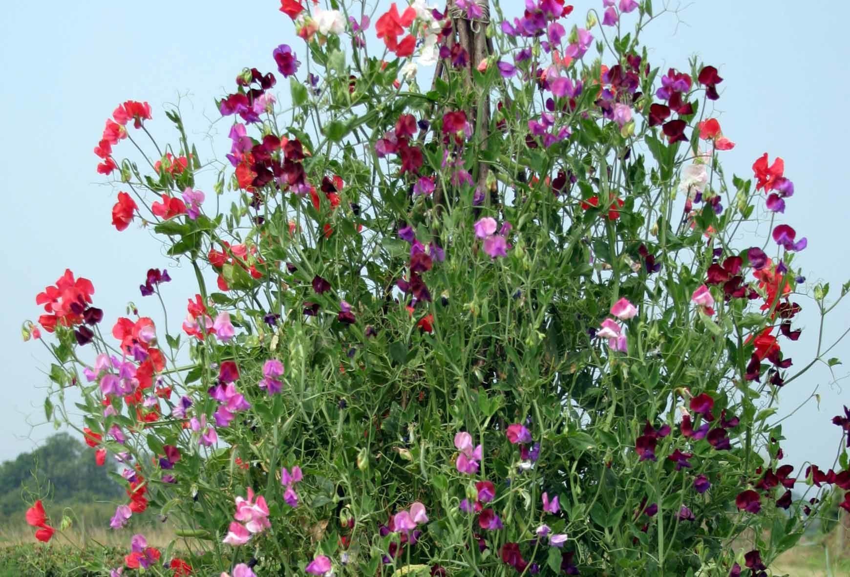 Flowersat Acton Court