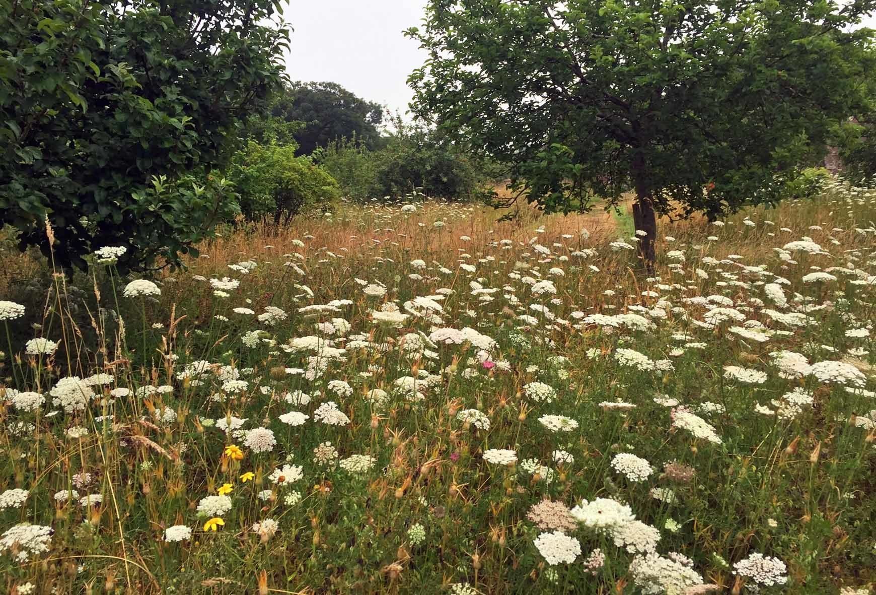 Wild carrot meadow at Acton Court