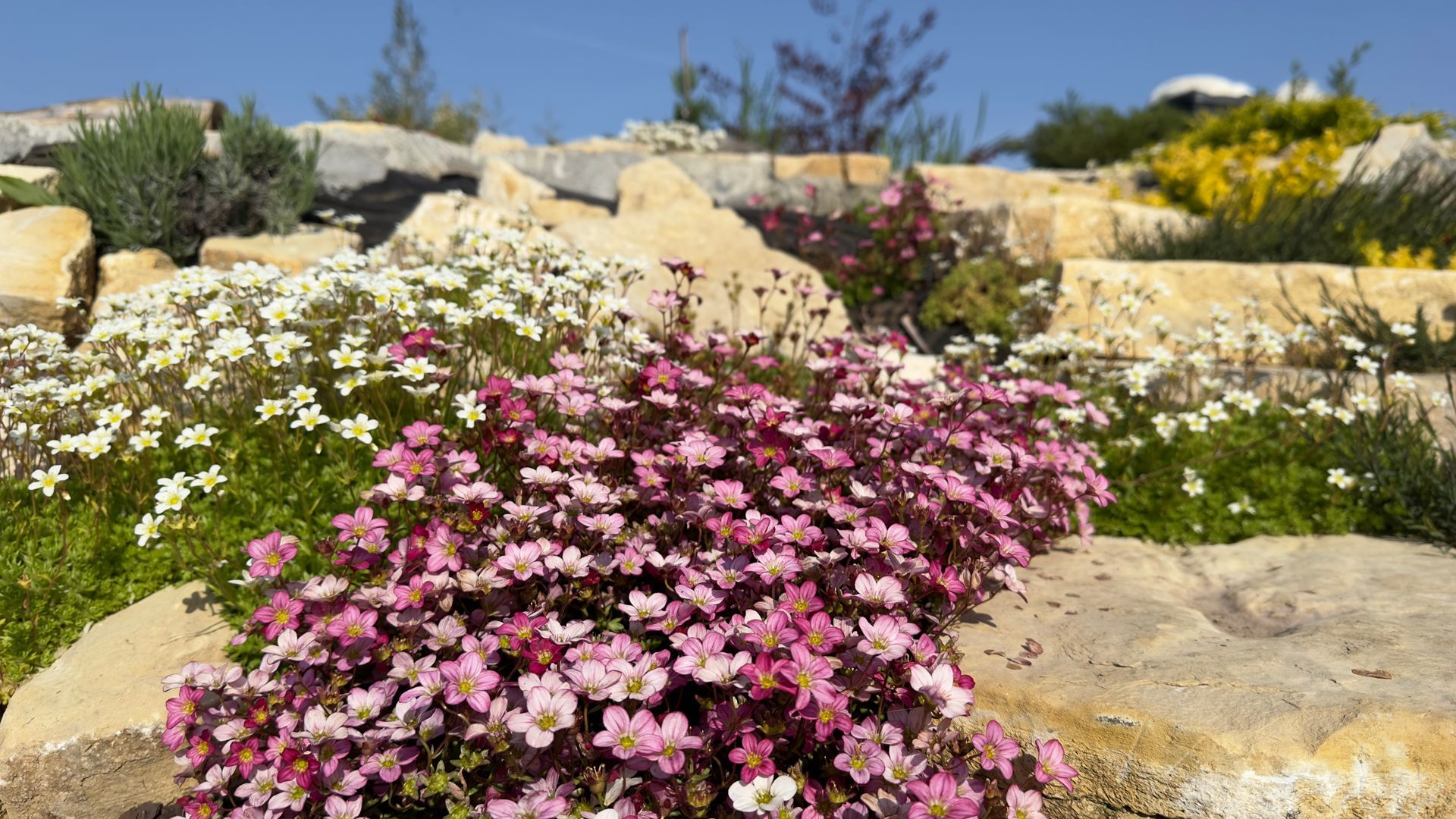 Pink and white flowers cascade over light-colored rocks in a sunny garden setting.