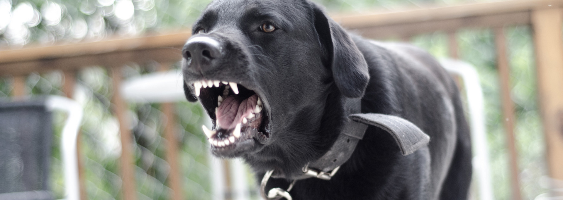 Black dog wearing a collar barking on a wooden deck outdoors