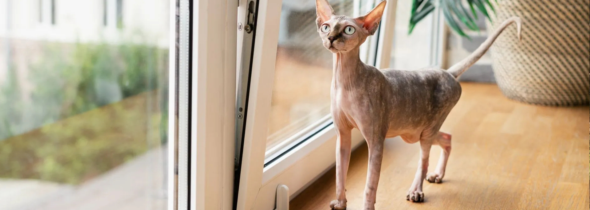 Picture of a cat next to a tilt and turn window. 