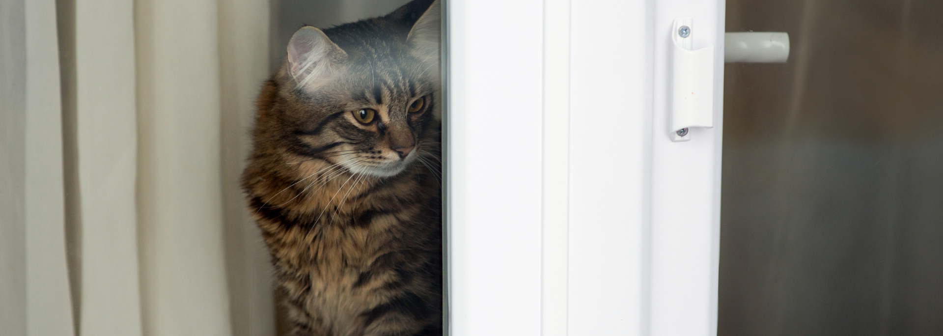 Picture of a cat looking out of a window. 