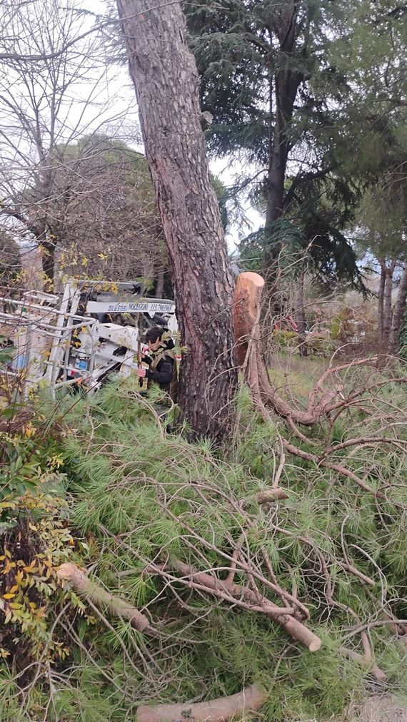 Un grosso tronco d'albero si erge in un cortile, con rami tagliati sparsi e un macchinario sullo sfondo.