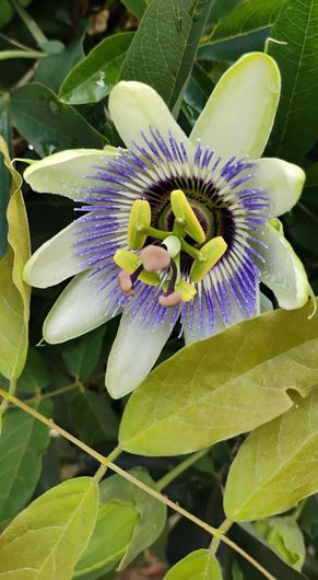 Un fiore della passione con petali bianchi, una corona sfrangiata di viola e vistose strutture riproduttive giallo-verdi.