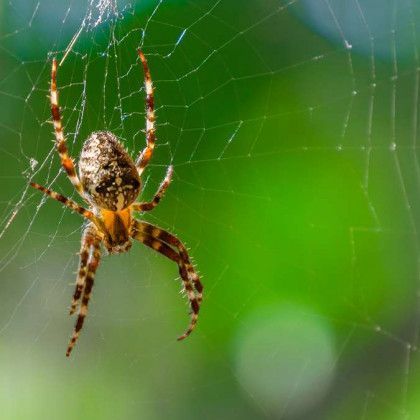 A close up of a spider on a web.