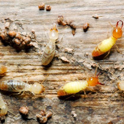 A group of termites are crawling on a wooden surface.