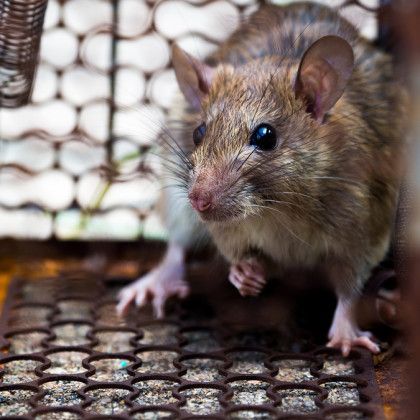 A mouse is sitting in a cage and looking at the camera.