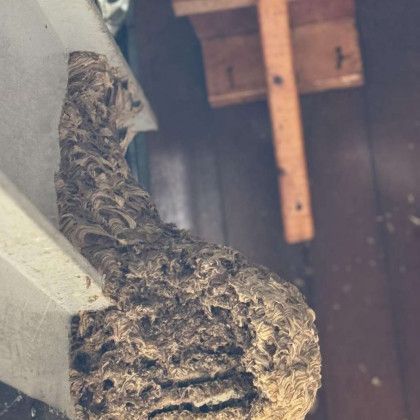 A close up of a wasp nest on a wall.