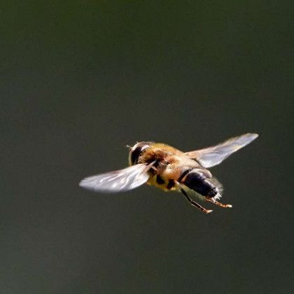 A close up of a fly flying in the air