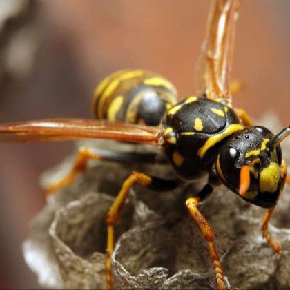 A close up of a wasp on a nest