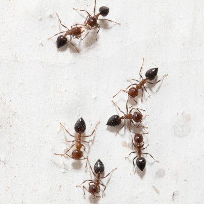 A group of ants are crawling on a white surface.
