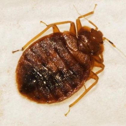 A close up of a bed bug on a white surface