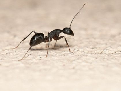 A black ant is walking on a white surface.