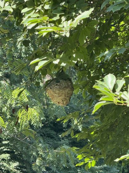A beehive is hanging from a tree branch.