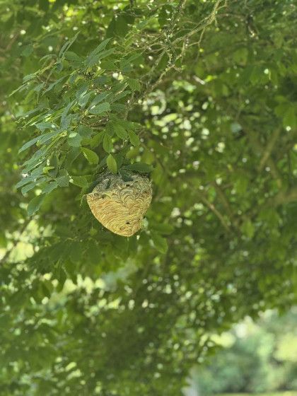 A wasp nest is hanging from a tree branch.