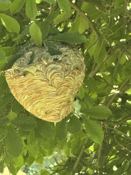 A wasp nest is hanging from a tree branch.