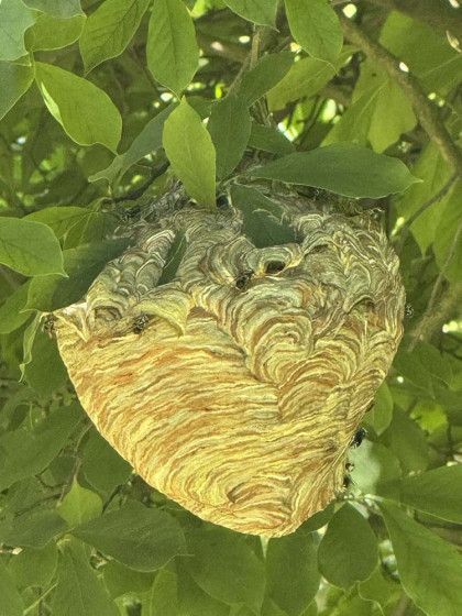 A wasp nest is hanging from a tree branch.