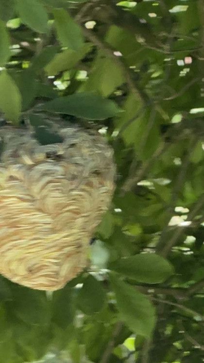 A wasp nest is hanging from a tree branch.