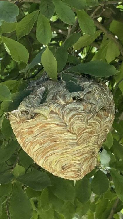A wasp nest is hanging from a tree branch.
