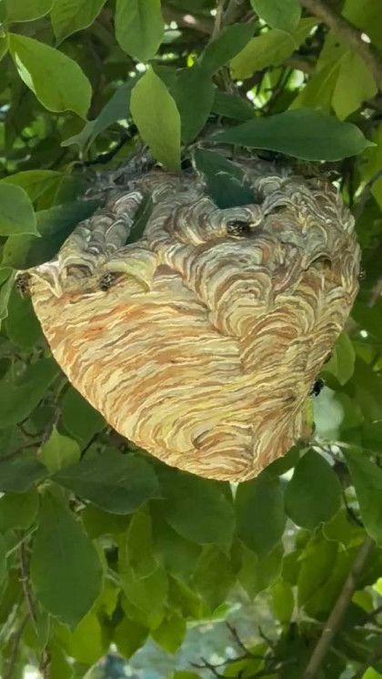 A wasp nest is hanging from a tree branch.