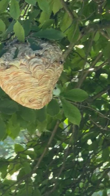 A wasp nest is hanging from a tree branch.
