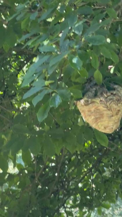 A bird nest is hanging from a tree branch.