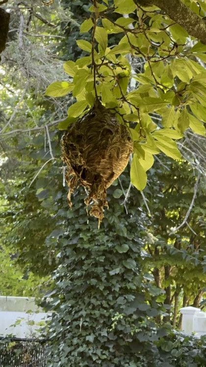 A wasp nest is hanging from a tree branch.