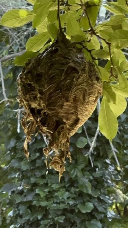 A wasp nest is hanging from a tree branch.