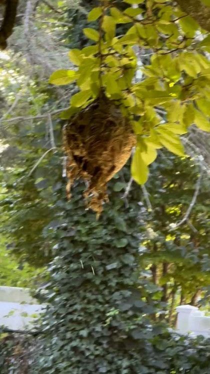 A raccoon is hanging from a tree branch.
