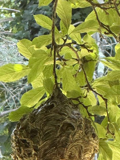 A close up of a wasp nest hanging from a tree branch.