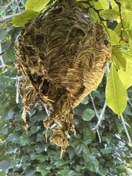 A wasp nest is hanging from a tree branch.