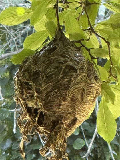 A wasp nest is hanging from a tree branch.