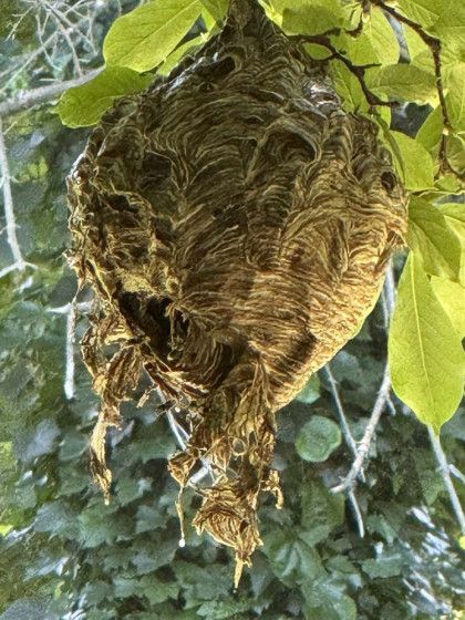 A wasp nest is hanging from a tree branch.