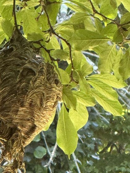A wasp nest is hanging from a tree branch.