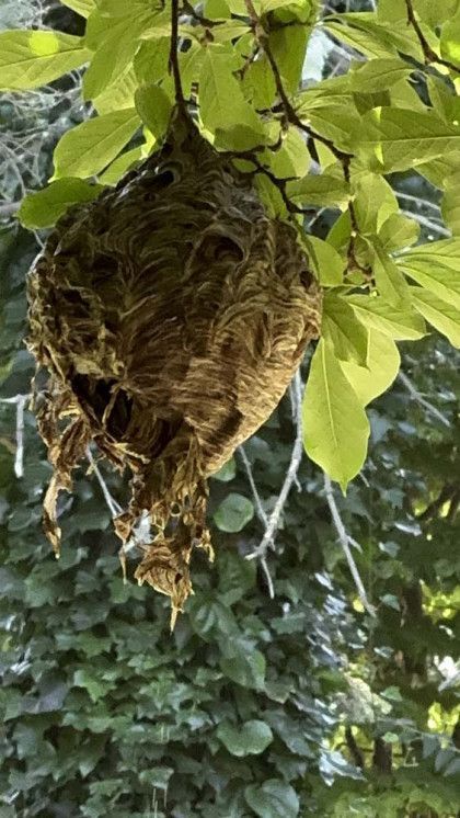 A wasp nest is hanging from a tree branch.