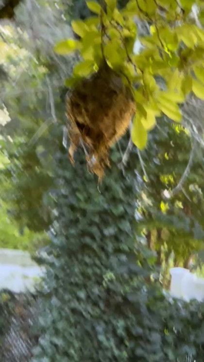 A close up of a cat hanging from a tree branch.